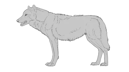 Wolf Outline Illustration