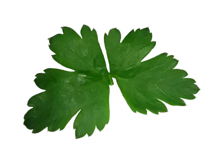 Fresh Green Parsley Leaves