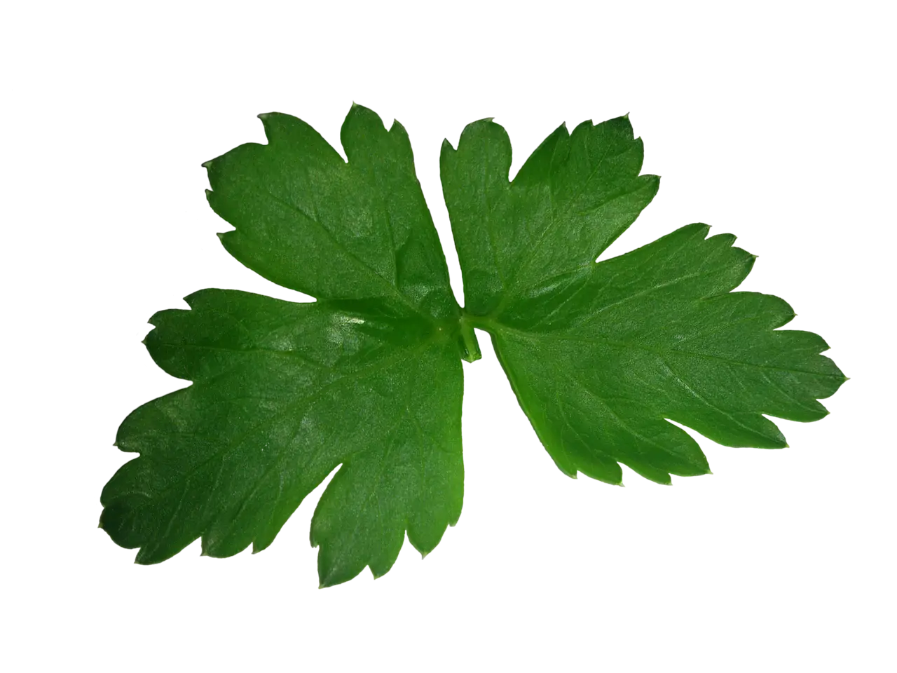 Fresh Green Parsley Leaves