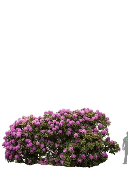 Pink Blooming Bush with Floral Vibrance