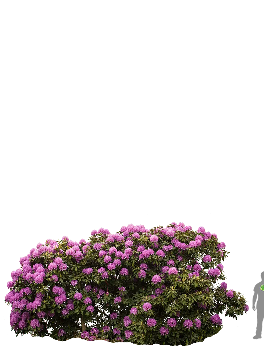Pink Blooming Bush with Floral Vibrance