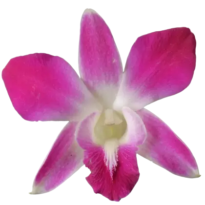 Pink Orchid Flower Close-up