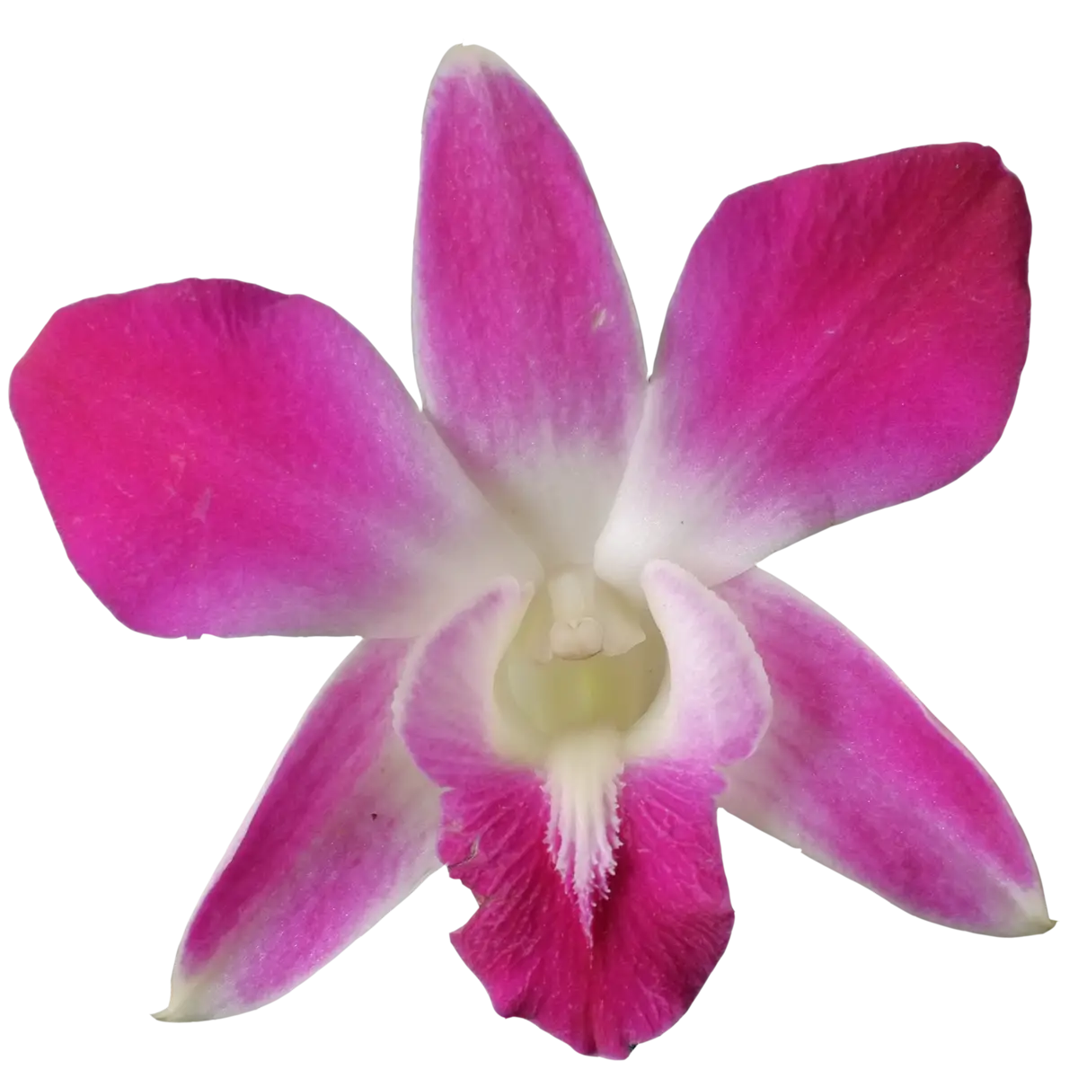 Pink Orchid Flower Close-up