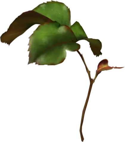 Green Leaf with Branch Illustration