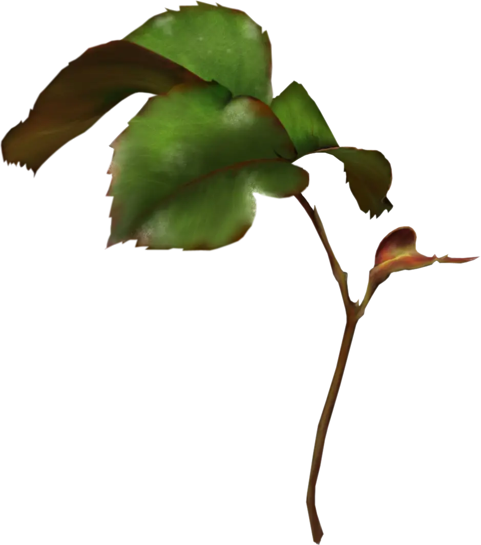 Green Leaf with Branch Illustration
