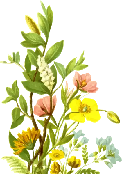 Beautiful Blooming Flowers