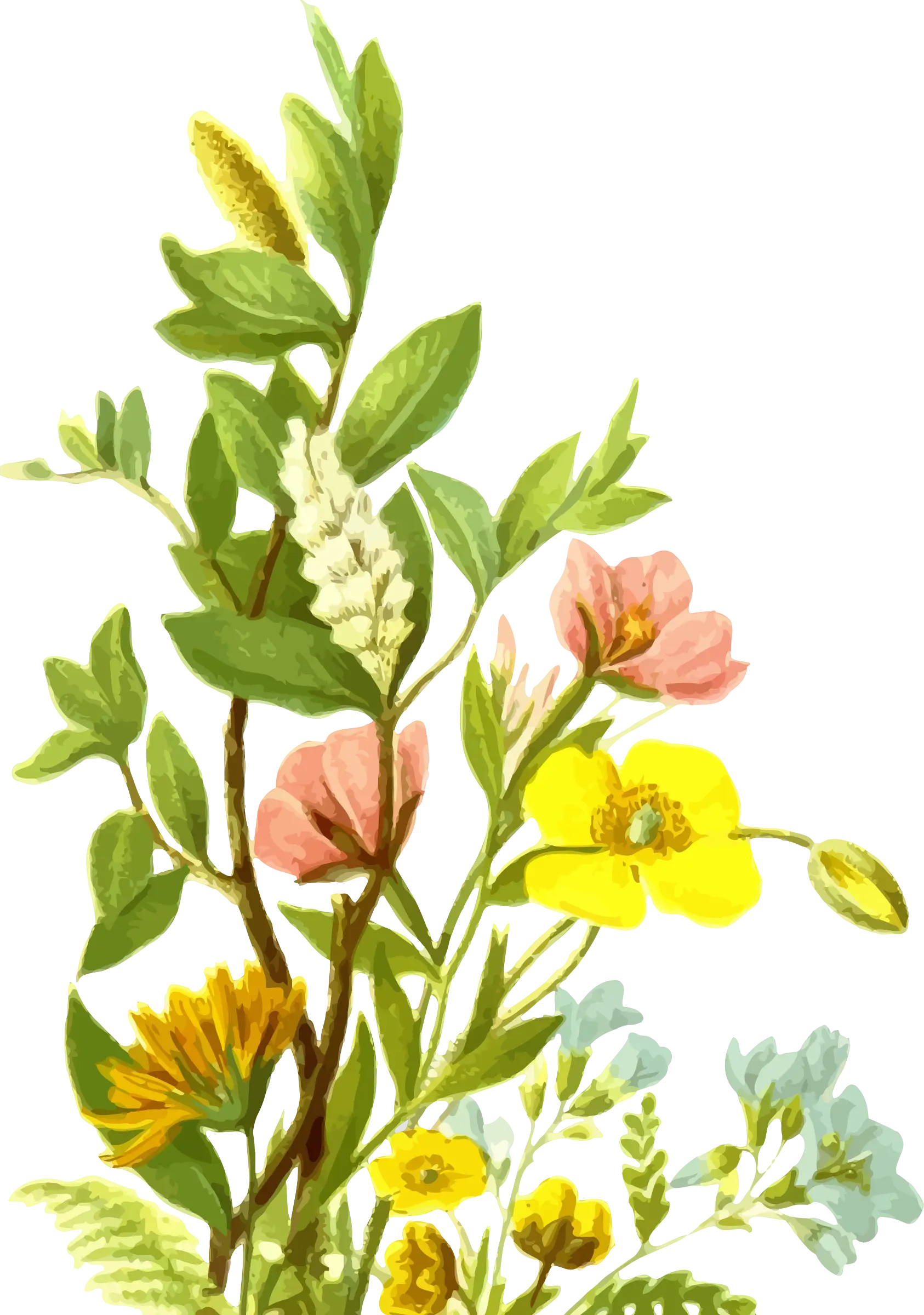Beautiful Blooming Flowers
