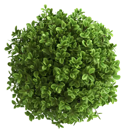 Round Green Leafy Plant Cluster