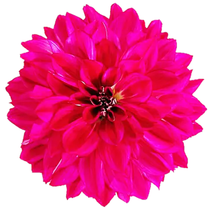 Pink Dahlia Flower Close-up Illustration