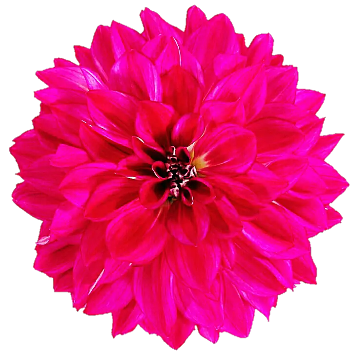 Pink Dahlia Flower Close-up Illustration