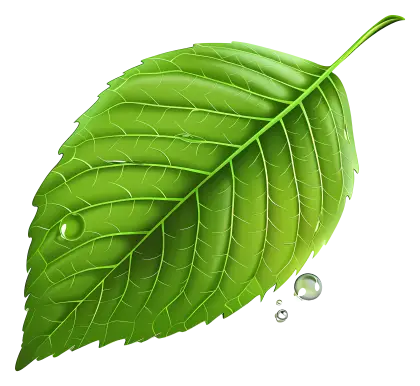 Green Leaf with Water Droplets Illustration
