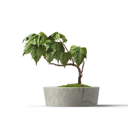 Bonsai Tree in Pot