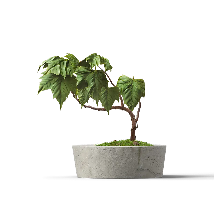 Bonsai Tree in Pot