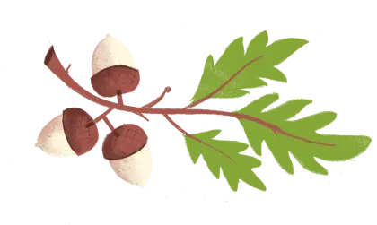 Acorns and Oak Leaves Illustration