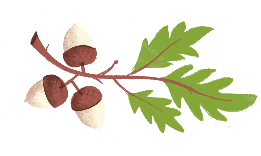 Acorns and Oak Leaves Illustration