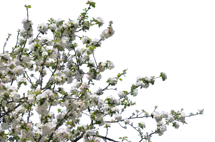 Beautiful Blossoms on Spring Tree Branches