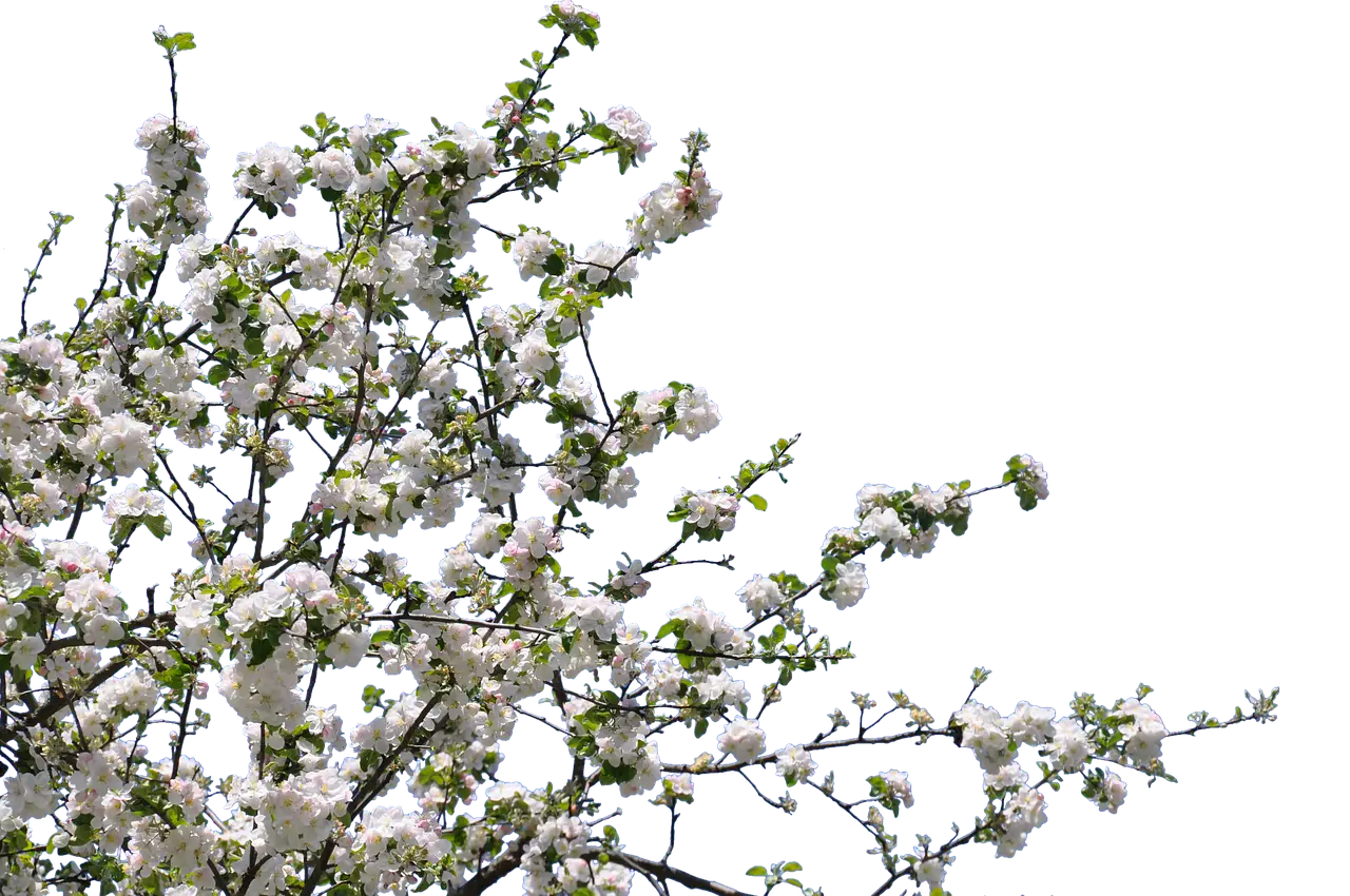 Beautiful Blossoms on Spring Tree Branches
