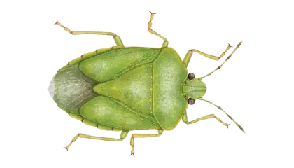 Green Shield Bug