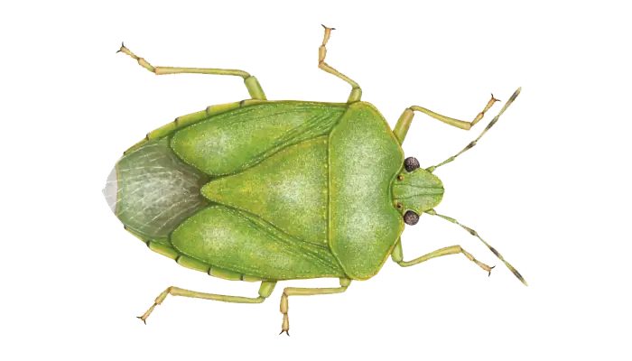 Green Shield Bug