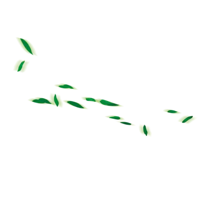 Minimalist Green Leaves Illustration