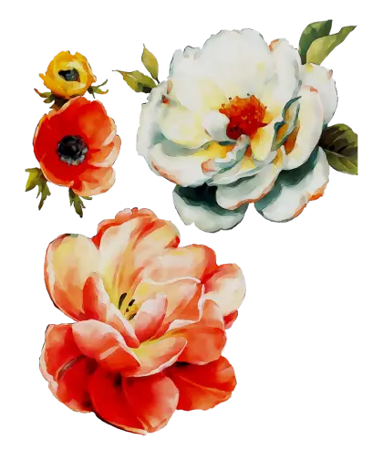 Watercolor Red and White Floral Illustration