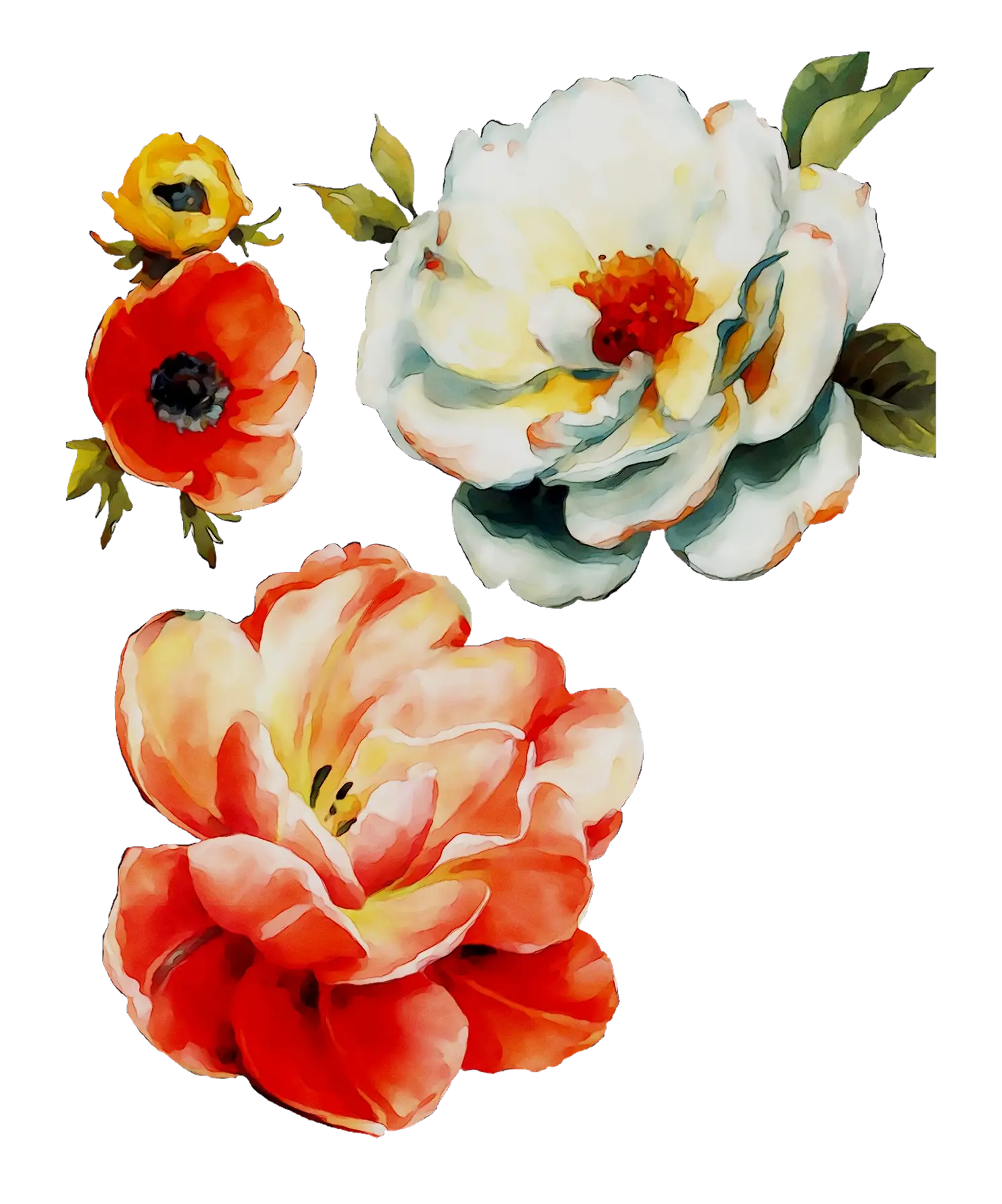 Watercolor Red and White Floral Illustration