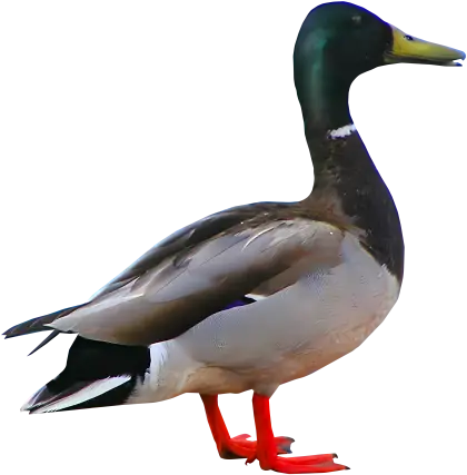 Realistic Mallard Duck Image