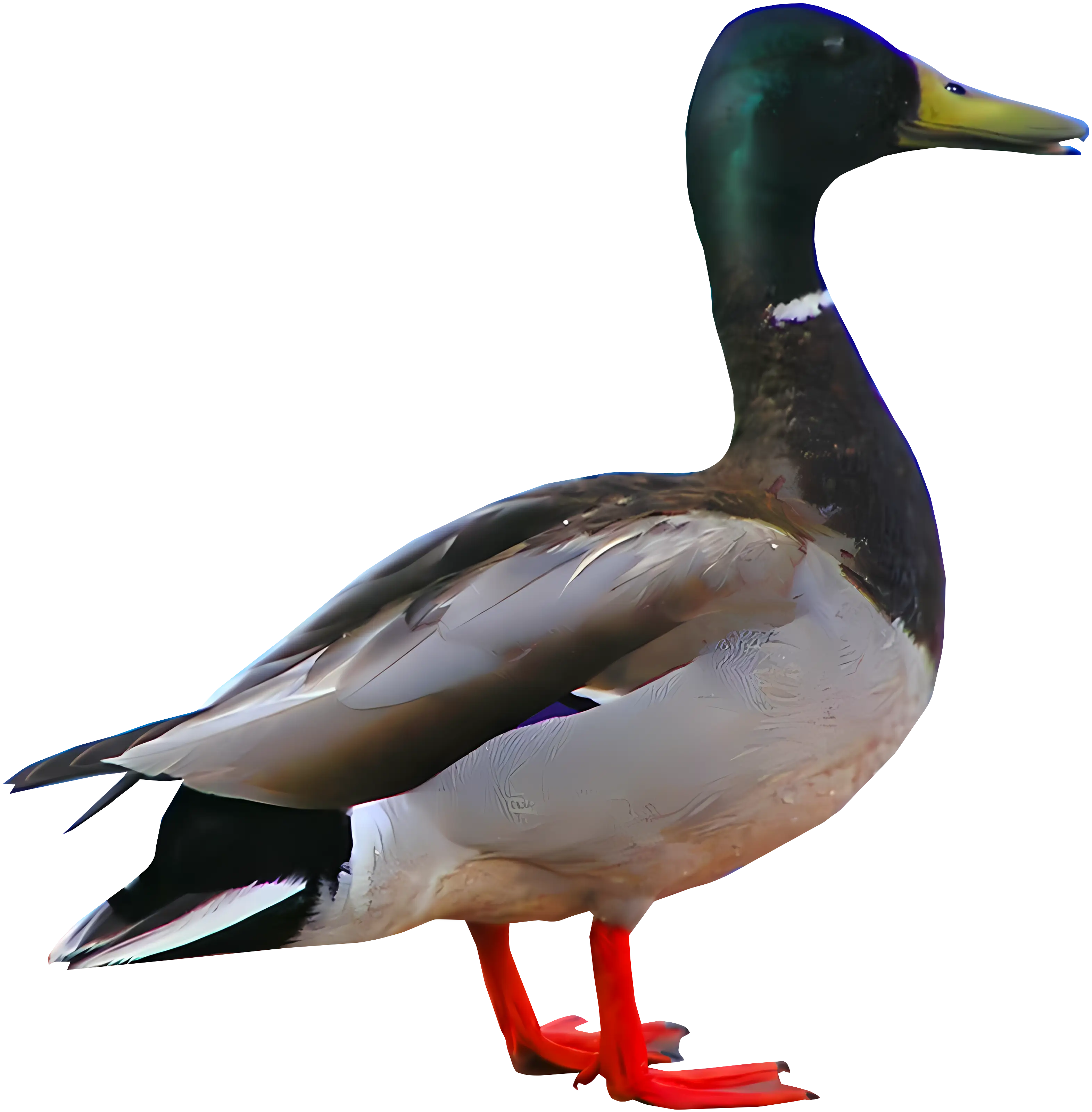 Realistic Mallard Duck Image