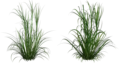 Lush Green Grass Plants