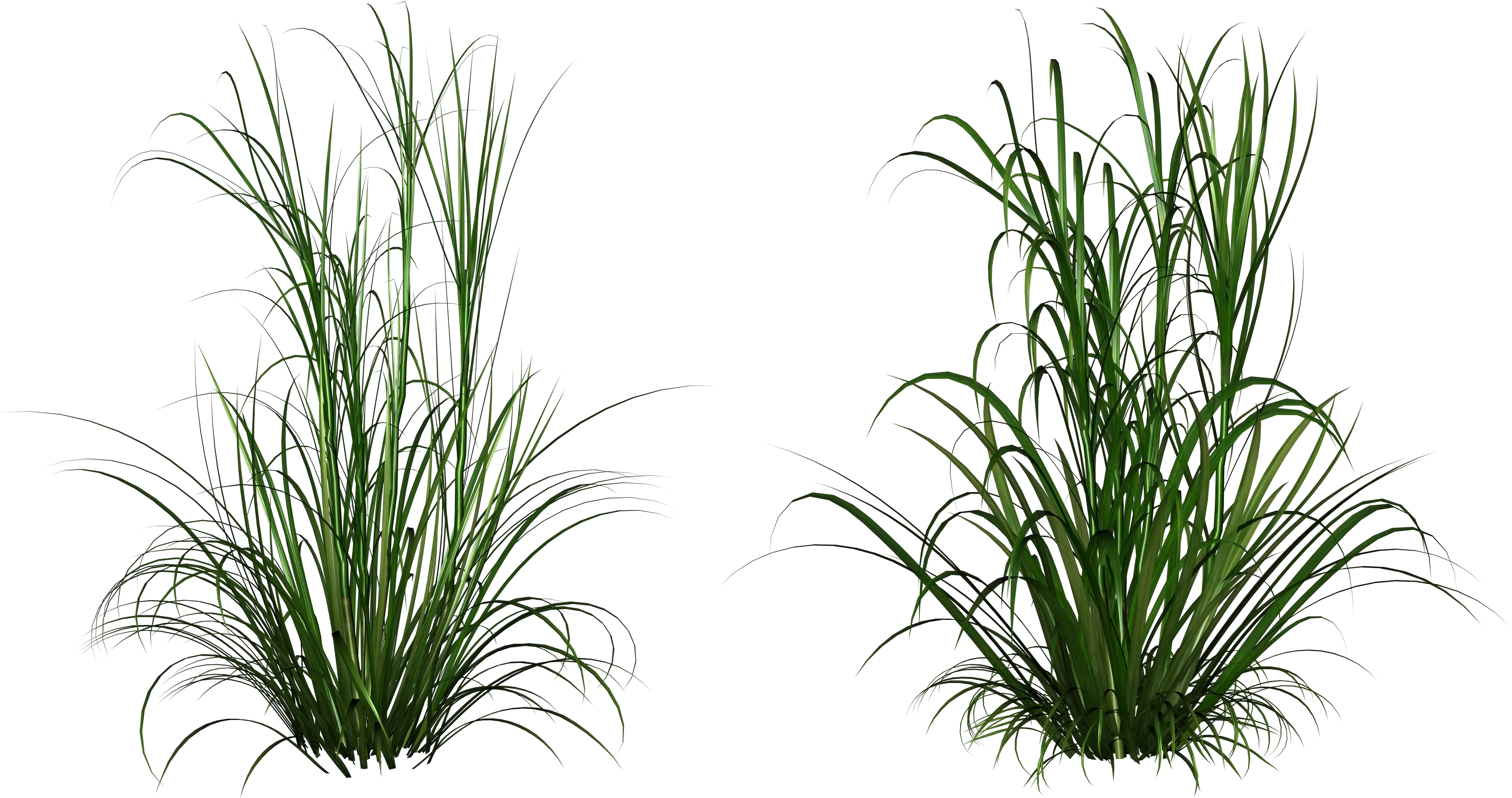 Lush Green Grass Plants