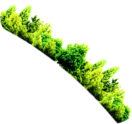 Green Trees in a Row