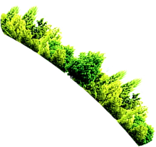 Green Trees in a Row