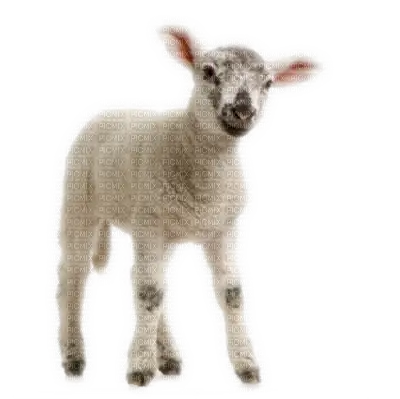 Cute White Lamb in a Farm Environment