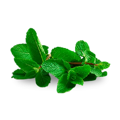 Fresh Green Mint Leaves Illustration