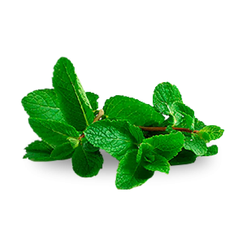 Fresh Green Mint Leaves Illustration