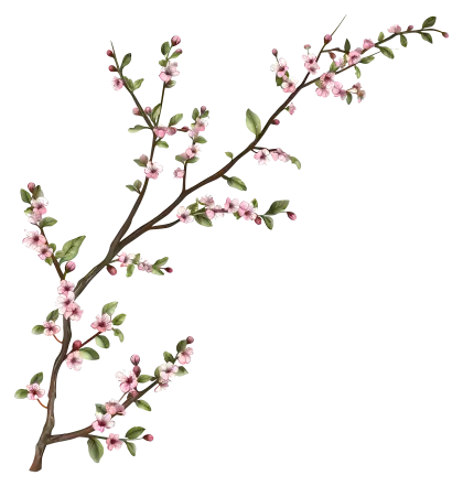 Cherry Blossom Branch Illustration