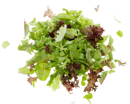 Fresh Mixed Greens for Salad