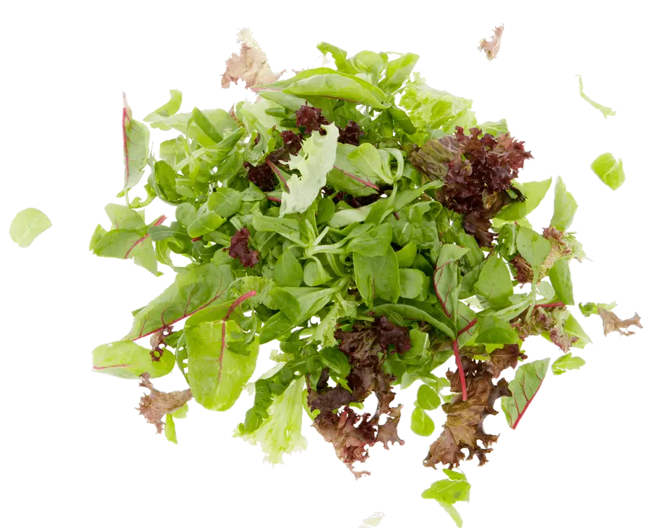 Fresh Mixed Greens for Salad