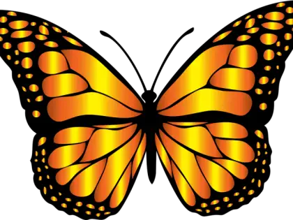 Orange and Black Monarch Butterfly Illustration