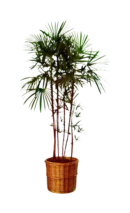 Large Palm Plant in Wicker Basket