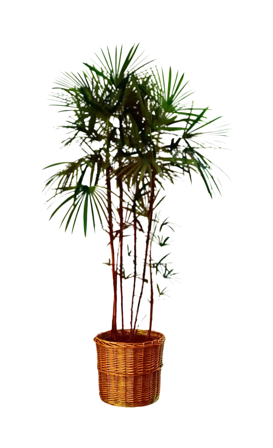Large Palm Plant in Wicker Basket