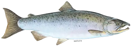 Realistic Fish Illustration