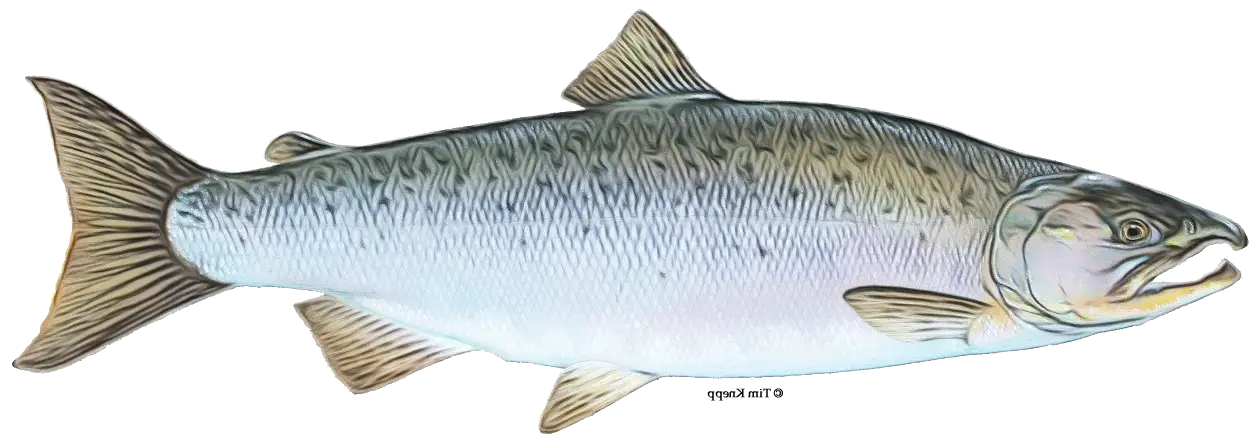 Realistic Fish Illustration