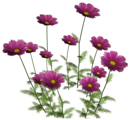 Purple Flowers in Bloom