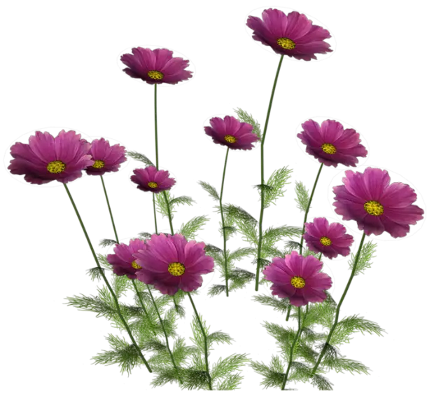 Purple Flowers in Bloom