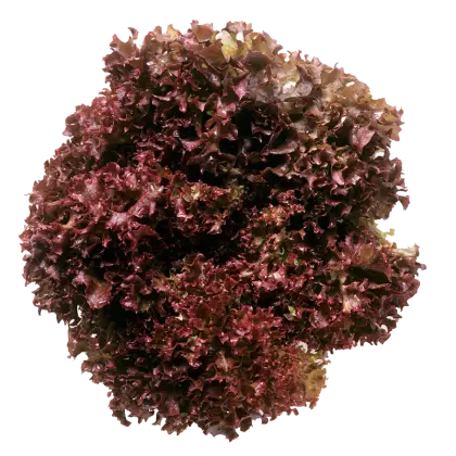 Fresh Red Lettuce