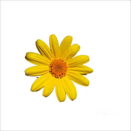 Bright Yellow Flower with Petals Spread