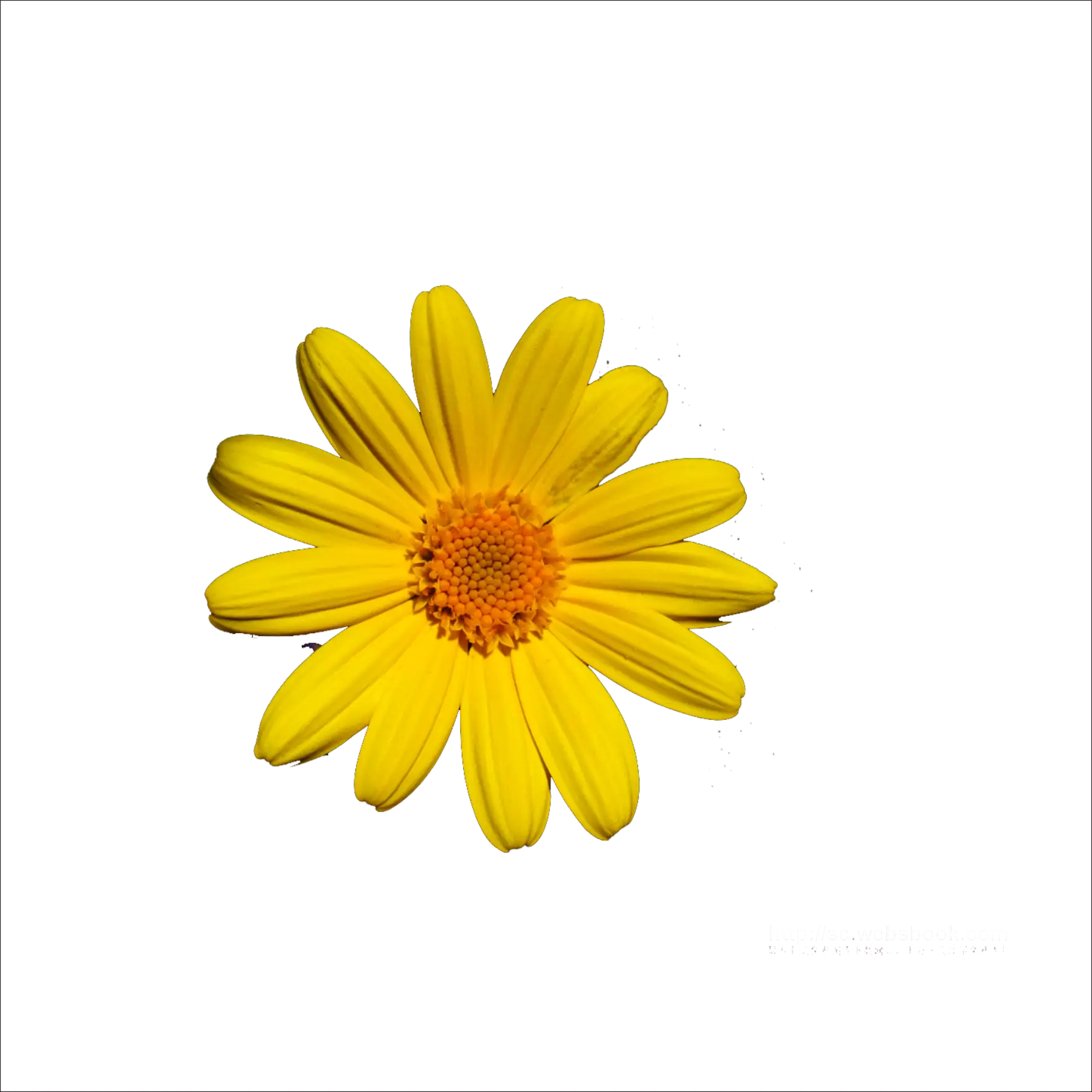 Bright Yellow Flower with Petals Spread