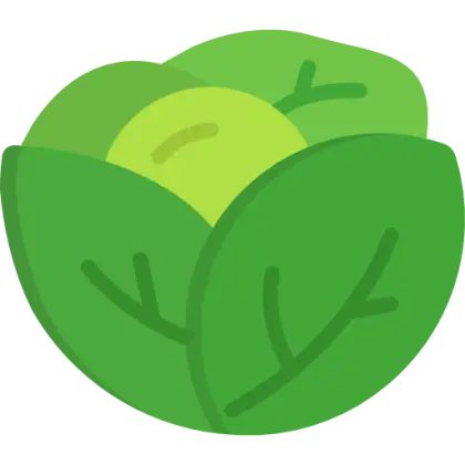 Green Cabbage Cartoon Illustration