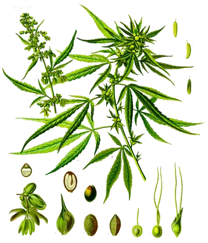 Detailed Cannabis Plant Illustration